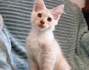 ZEAL LIGHT (es) zamieszkał w Potępie (29.06.2025)