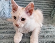 ZENITH SOLAR (ds) zamieszkał w Mikołowie (03.07.2025)