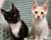 ZOMBIE BOY (n 09) i ZOOM ECLIPSE (ds) zamieszkali razem w Chorzowie (17.07.2025)