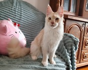 ZIP LEMONADE (es) zamieszkała w Zabrzu (24.10.2025)