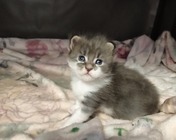 AMAZING EYES (a 03 22) - 3 tygodnie