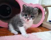 AMAZING EYES (a 03 22) - 4 tygodnie