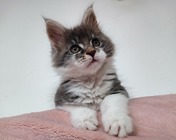 AMAZING EYES (a 03 22) - 8 tygodni