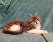 AMAZING EYES (a 03 22) zamieszkał w Świętochłowicach (19.12.2025)