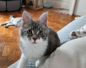 AMAZING EYES (a 03 22) - 13 tygodni