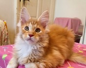 UPON WISH (ds 09 22) zamieszkał w Pszczynie (16.04.2025)