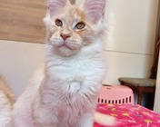 ULTIMATE POWER (es 22) zamieszkał w Krakowie (24.04.2025)