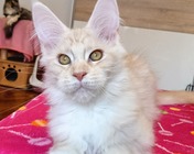 UNREAL GOLD (ds 22) zamieszkał w Mysłowicach (01.05.2025)