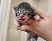 COSMOS BLUE (as 09 22)