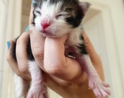 CINNAMON BUN (ns 03 22)