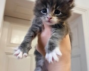 COSMOS BLUE (as 09 22) - 4 tygodnie