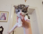 CINNAMON BUN (ns 03 22) - 4 tygodnie