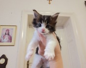 COCA COLA (n 03 22) - 4 tygodnie