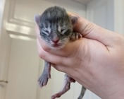 FEMME FATALE (as 23)