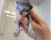 FUNNY VALENTINE (as 23)