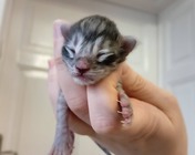 FABULOUS FRIXIE (as 23)