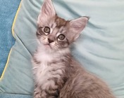 FABULOUS FRIXIE (ns 23)