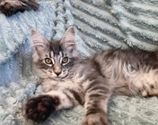 XACTLY HAPPINESS (as 22) zamieszkał w Rudzie Śląskiej (30.06.2025)