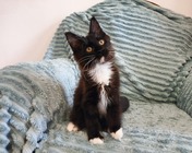 XTREMELY BEAUTIFUL (n 09) zamieszkał w Gliwicach (30.06.2025)