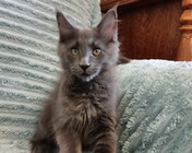 XPERIMENTAL BLUE (a) zamieszkał w Tarnowskich Górach (29.06.2025)