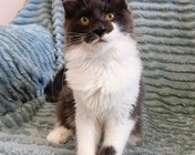 XPERIA BREEZE (a 03) zamieszkała w Świętochłowicach (17.08.2025)