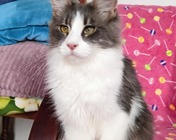 XCELLENT IDEA (as 03 22) zamieszkała w Częstochowie (30.10.2025)