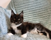 YES PLEASE (ns 09) zamieszkał w Czeladzi (29.06.2025)