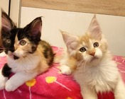 ROMANTIC LOVE (fs 09) & REALLY SWEET (ds 03 22) - 11 tygodni