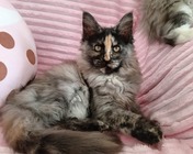 BE IN LOVE (fs) zamieszkała w Zabrzu (30.07.2025)