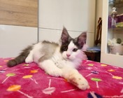 VIVA LA VIDA (ns 03) zamieszkała w Ostródzie (19.04.2025)