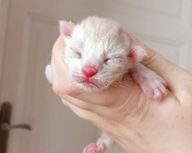 HOLLYWOOD DREAM (ds 09 22)