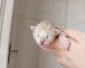 HAWAII STYLE (ds 09 22)