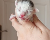 HANNAH MONTANA (gs 02)