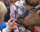 Kucykowe Ranczo w Górkach